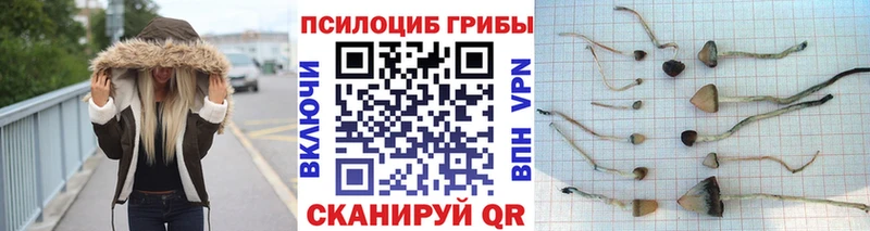 Галлюциногенные грибы Psilocybine cubensis  сколько стоит  Ейск 
